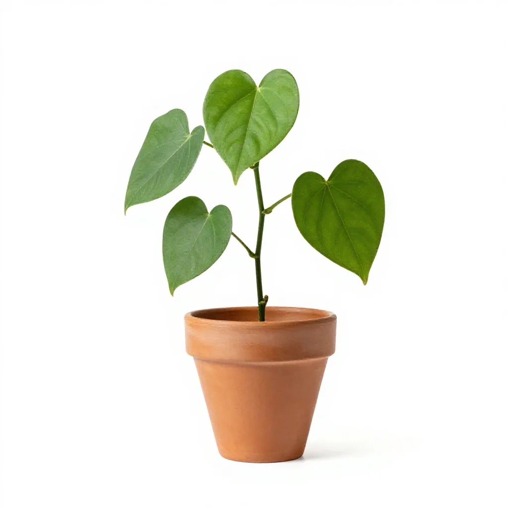 Heartleaf isolated on a white background