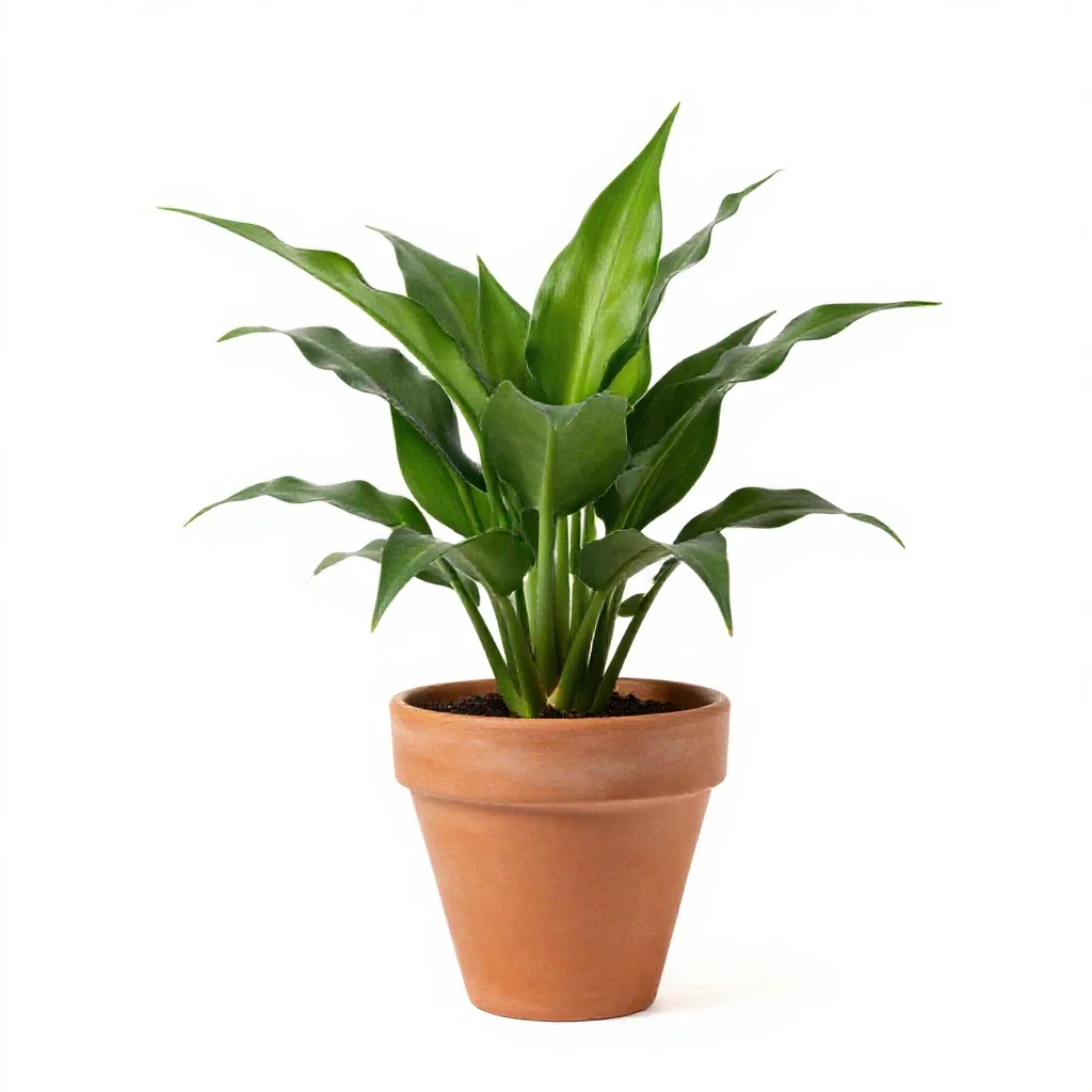 Nephthytis isolated on a white background