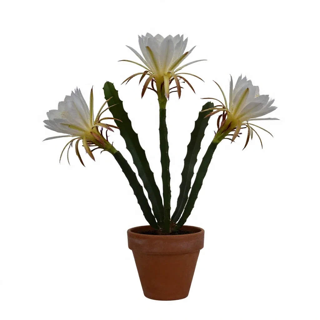 Night-blooming cereus isolated on a white background
