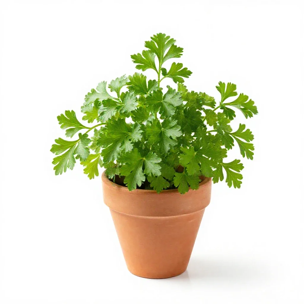 Parsley isolated on a white background