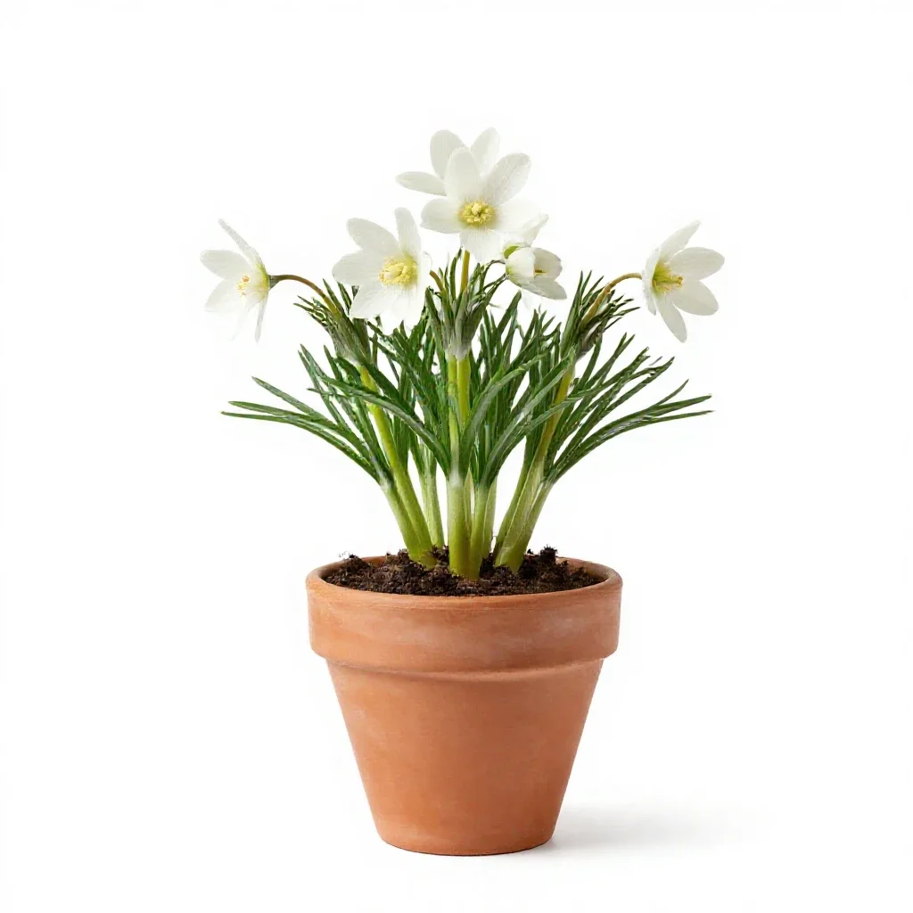Pasqueflower isolated on a white background
