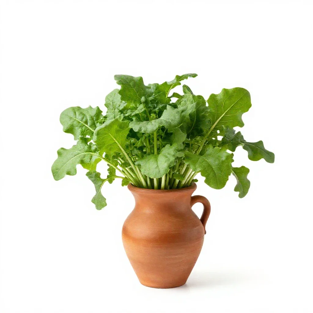 Pigweed isolated on a white background