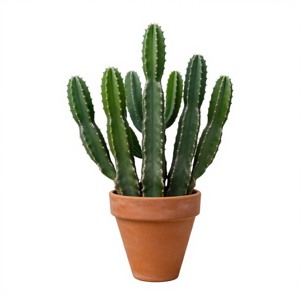 Pitahaya cactus isolated on a white background
