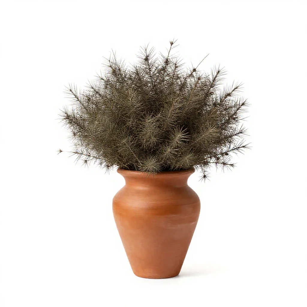 Quail bush isolated on a white background