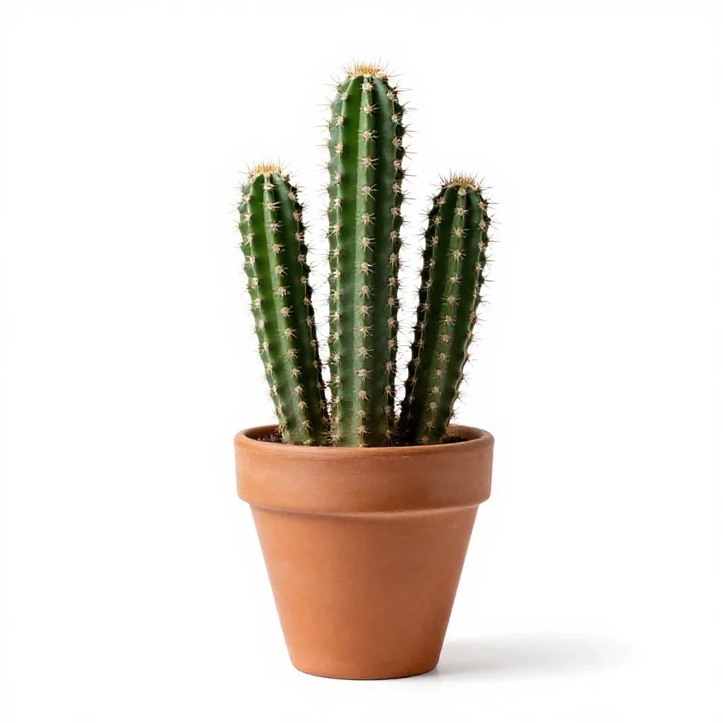 Rattail cactus isolated on a white background