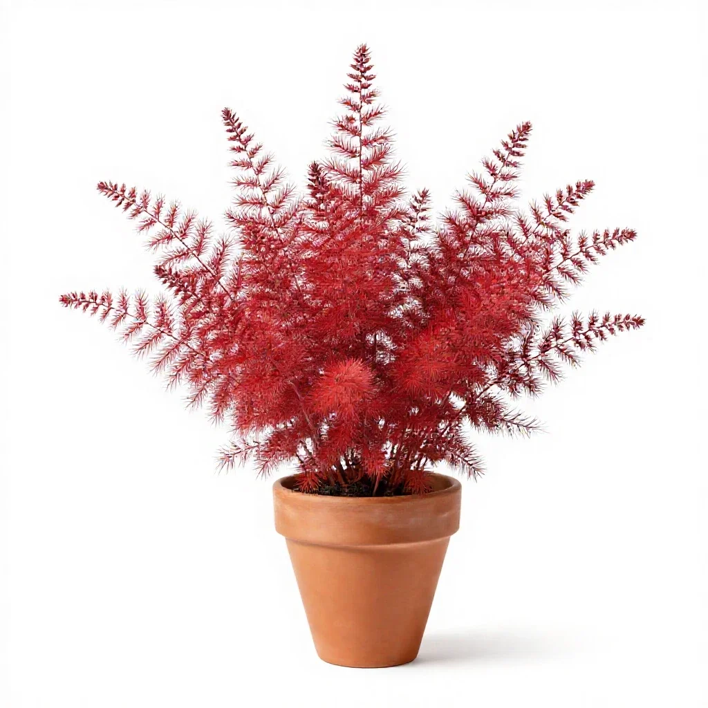 Red goosefoot isolated on a white background