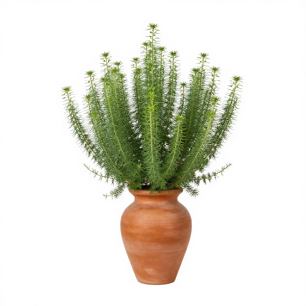 Sand verbena isolated on a white background