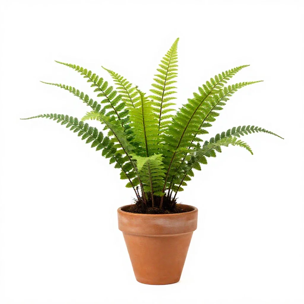Seed fern isolated on a white background
