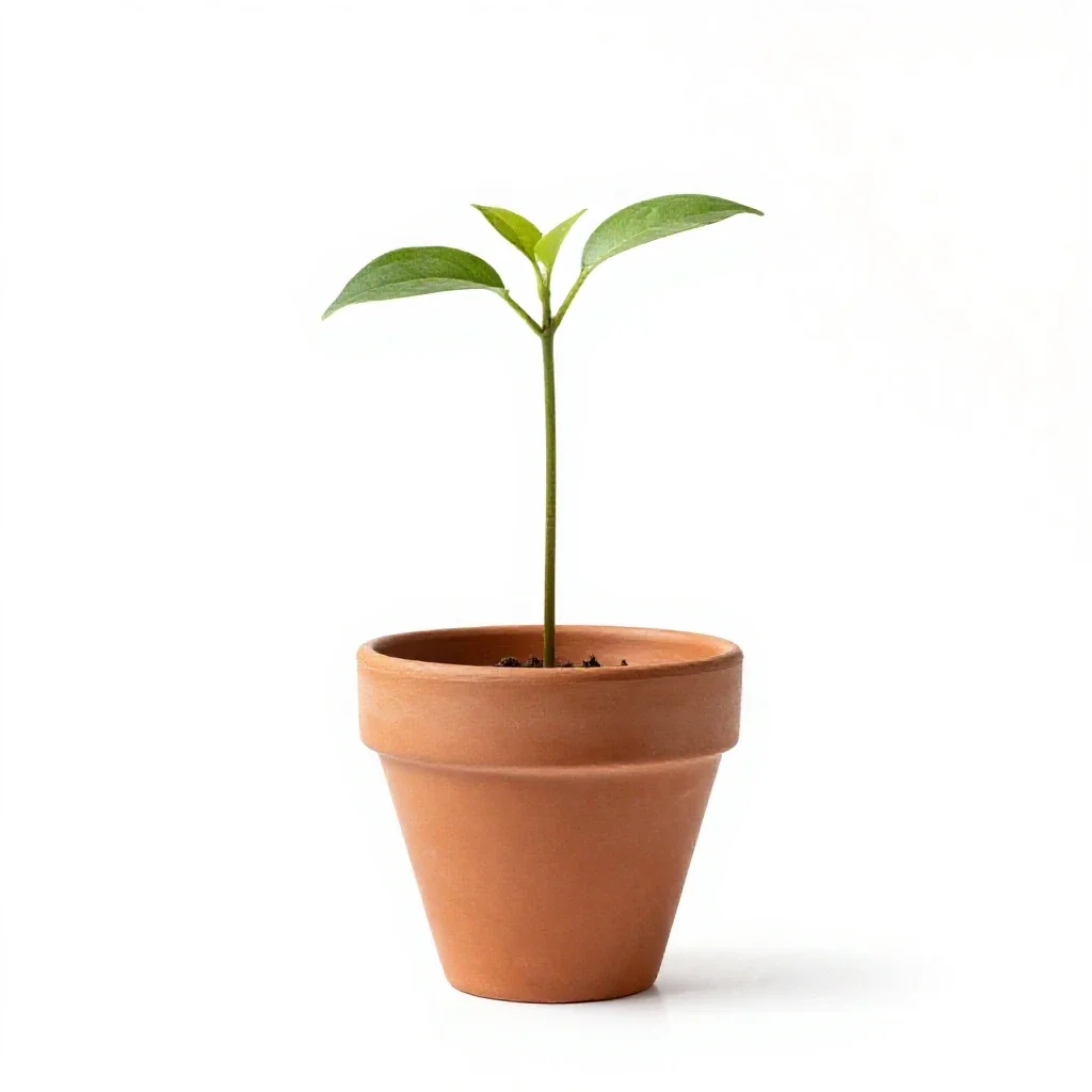 Seedling isolated on a white background