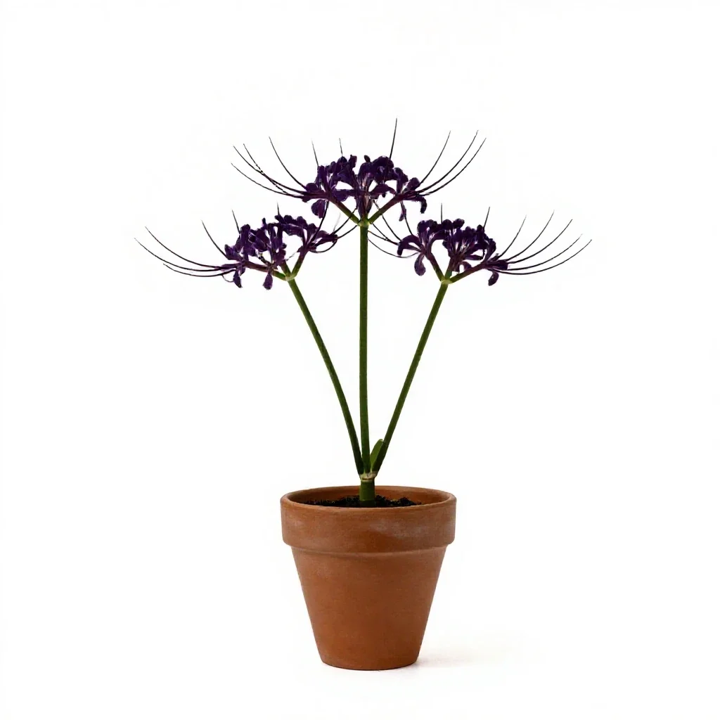 Spiderflower isolated on a white background