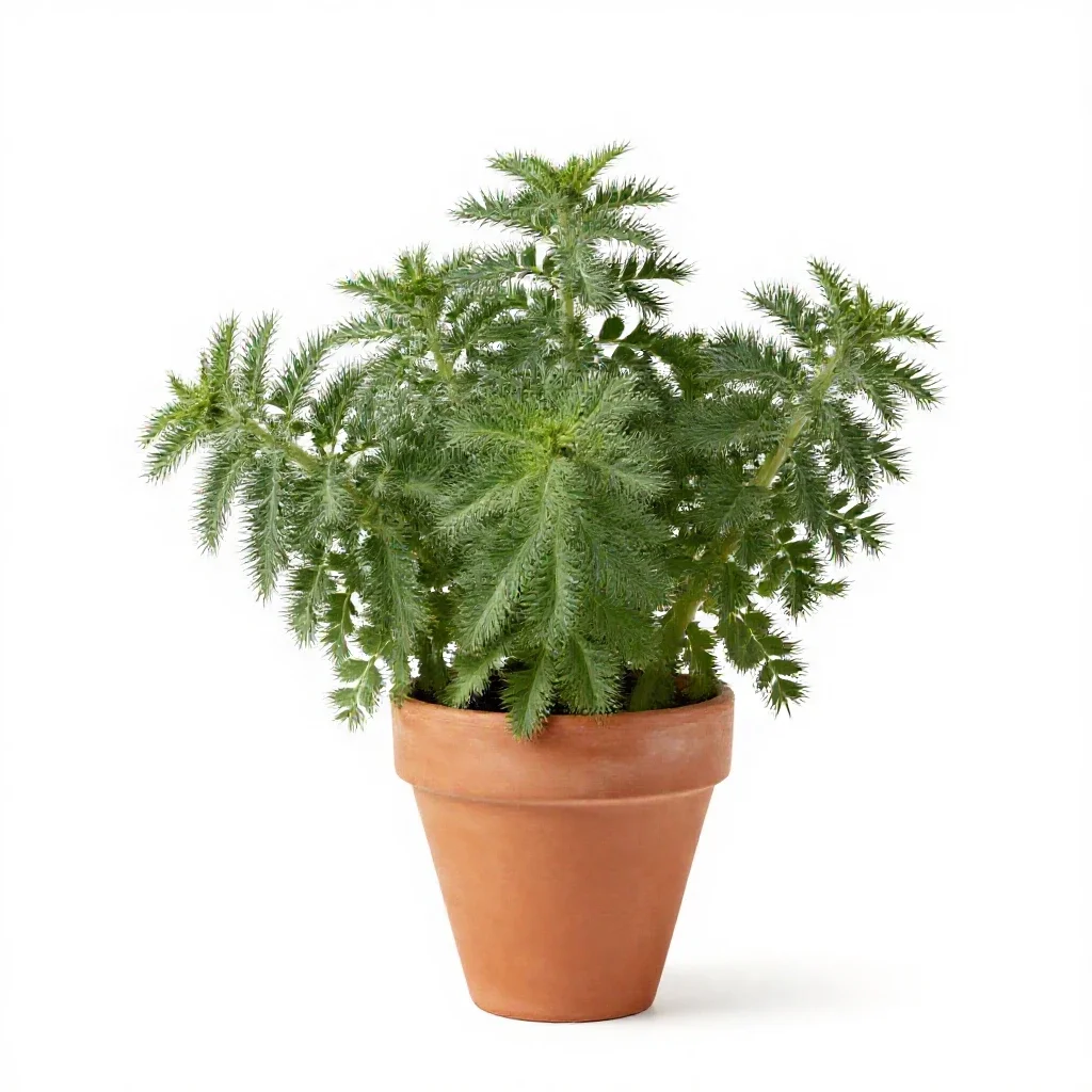 Stinking goosefoot isolated on a white background