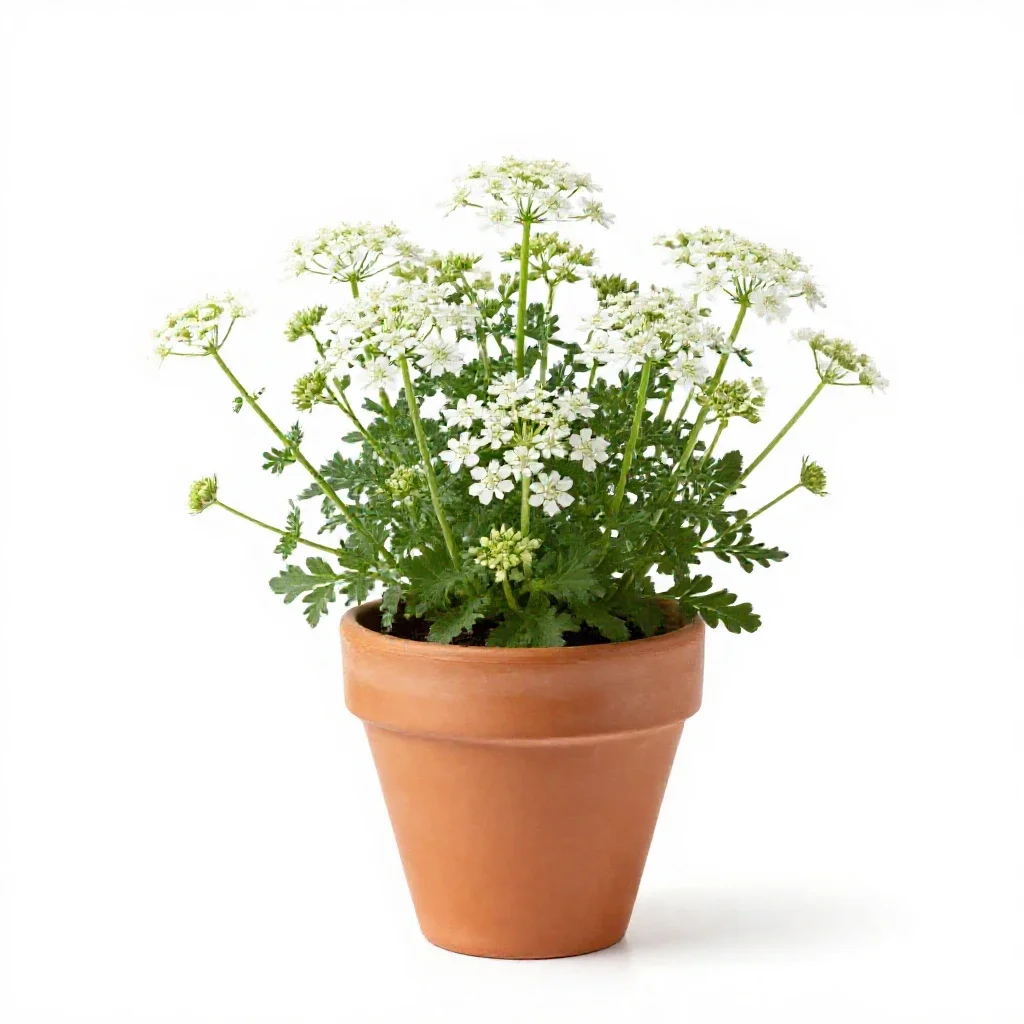 Stitchwort isolated on a white background