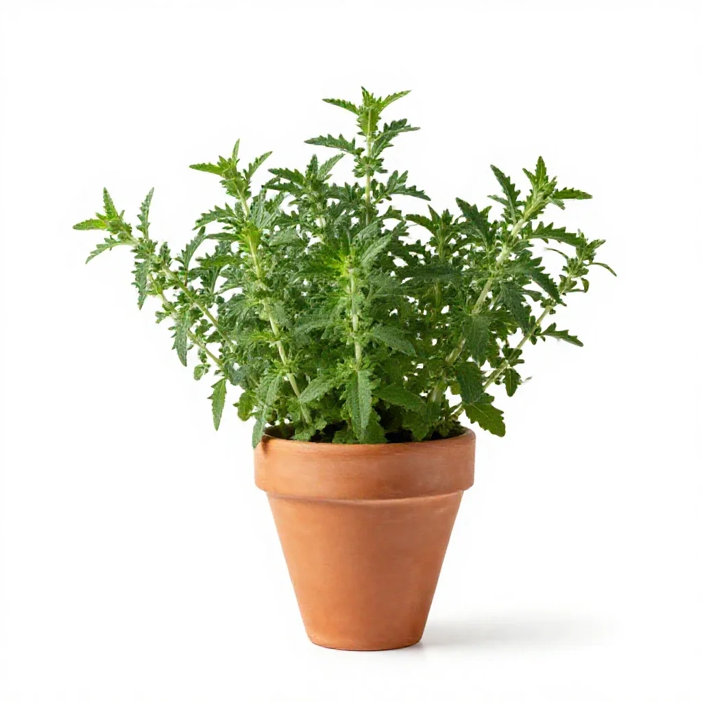 Summer savory isolated on a white background