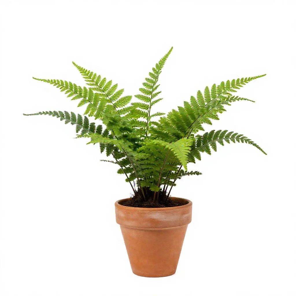 Sweet fern isolated on a white background