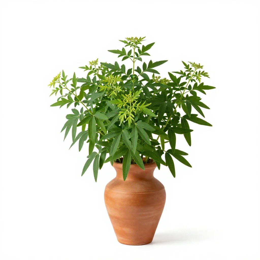 Sweet woodruff isolated on a white background