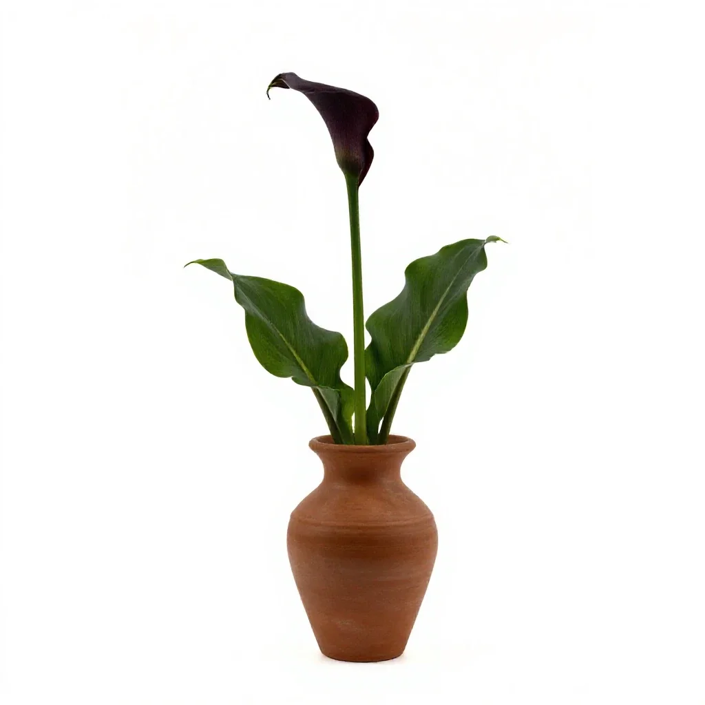 Wild calla isolated on a white background