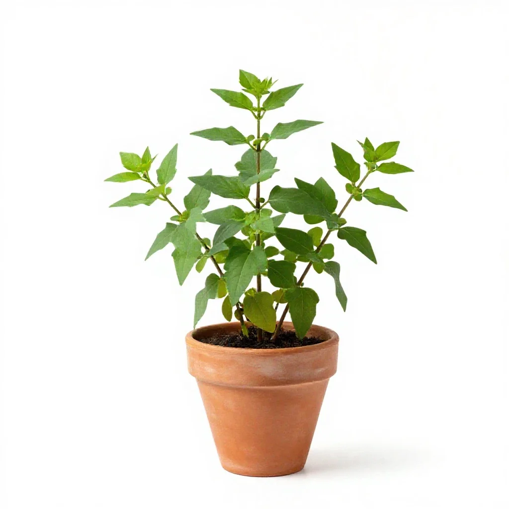 Wild ginger isolated on a white background