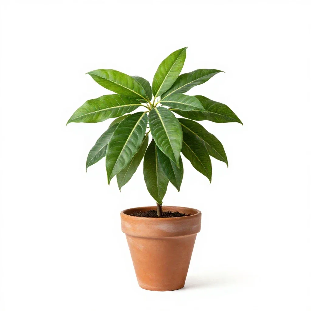 Alocasia isolated on a white background