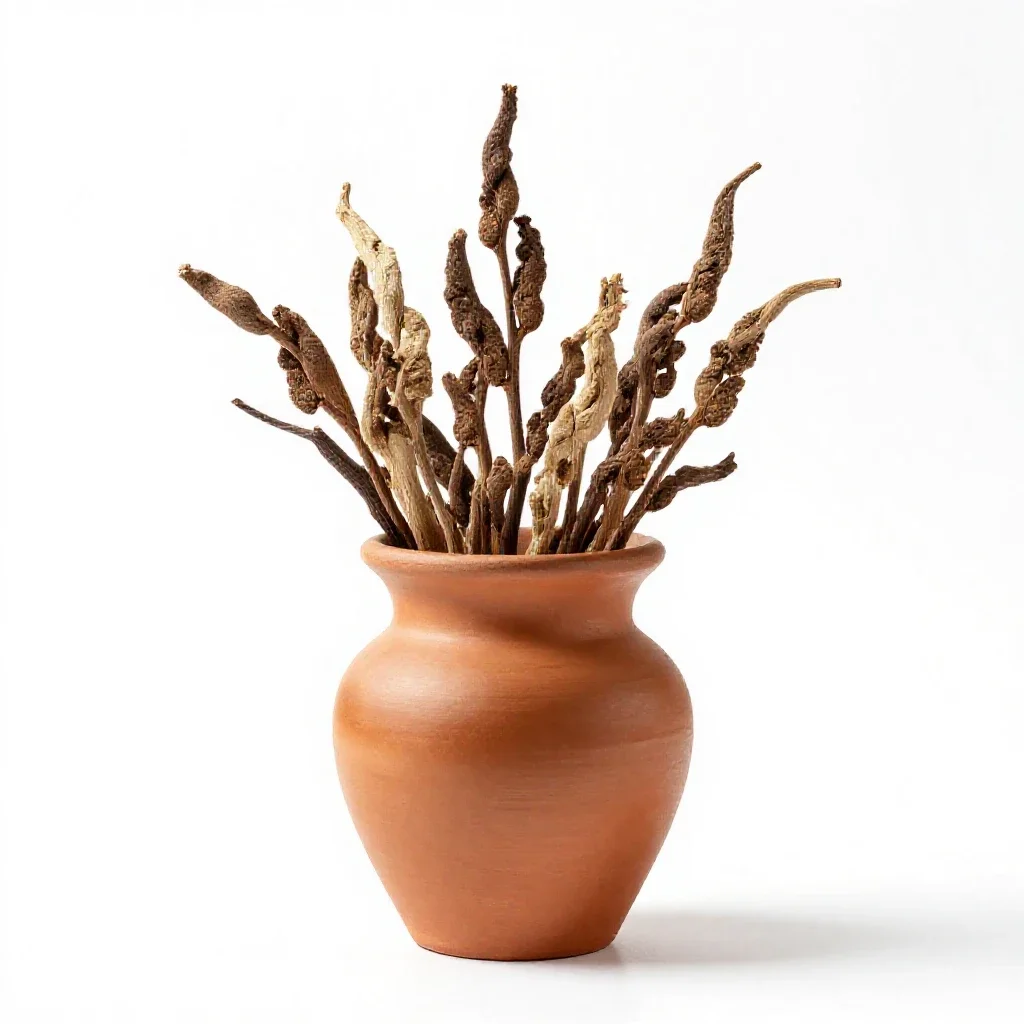 Ephedra isolated on a white background