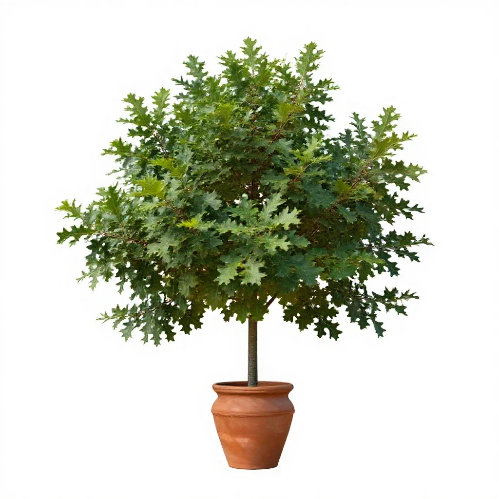 Bear oak isolated on a white background