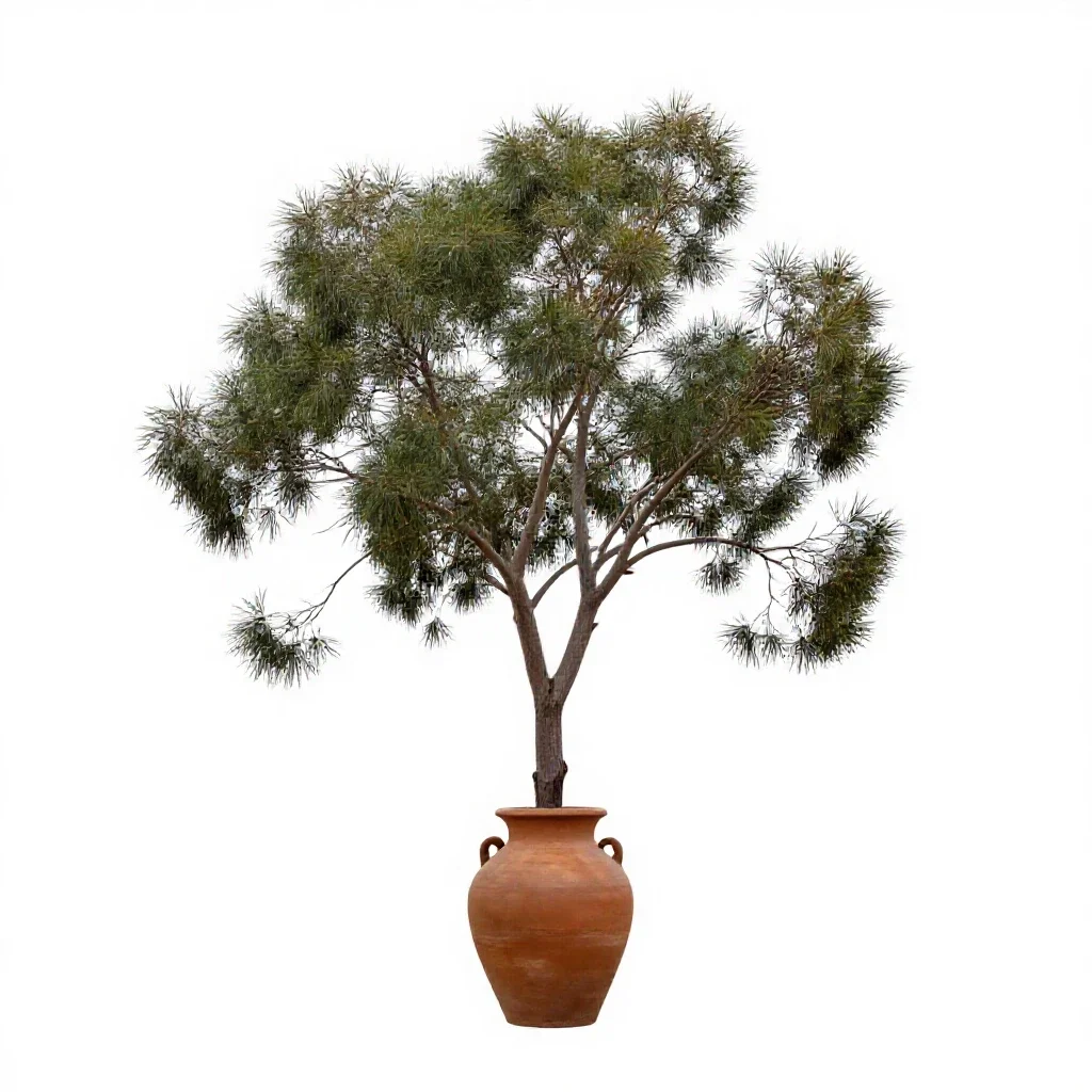 Black wattle isolated on a white background