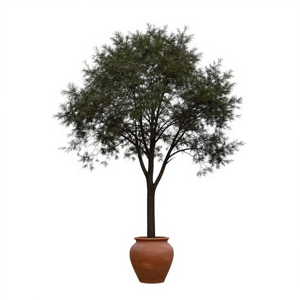 Blackwood isolated on a white background