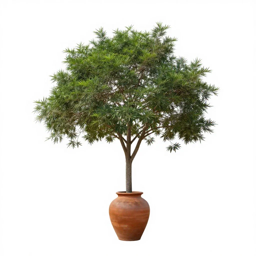 Brazilian ironwood isolated on a white background