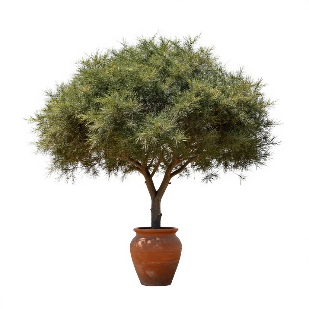 Cape yellowwood isolated on a white background