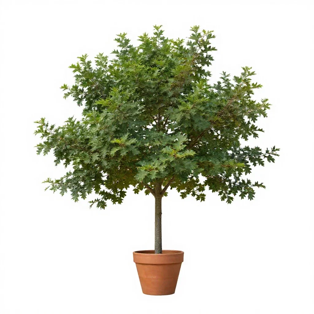 Chinquapin oak isolated on a white background