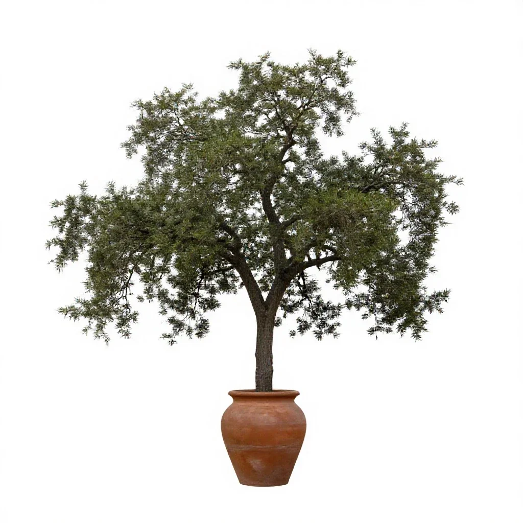 Coast live oak isolated on a white background
