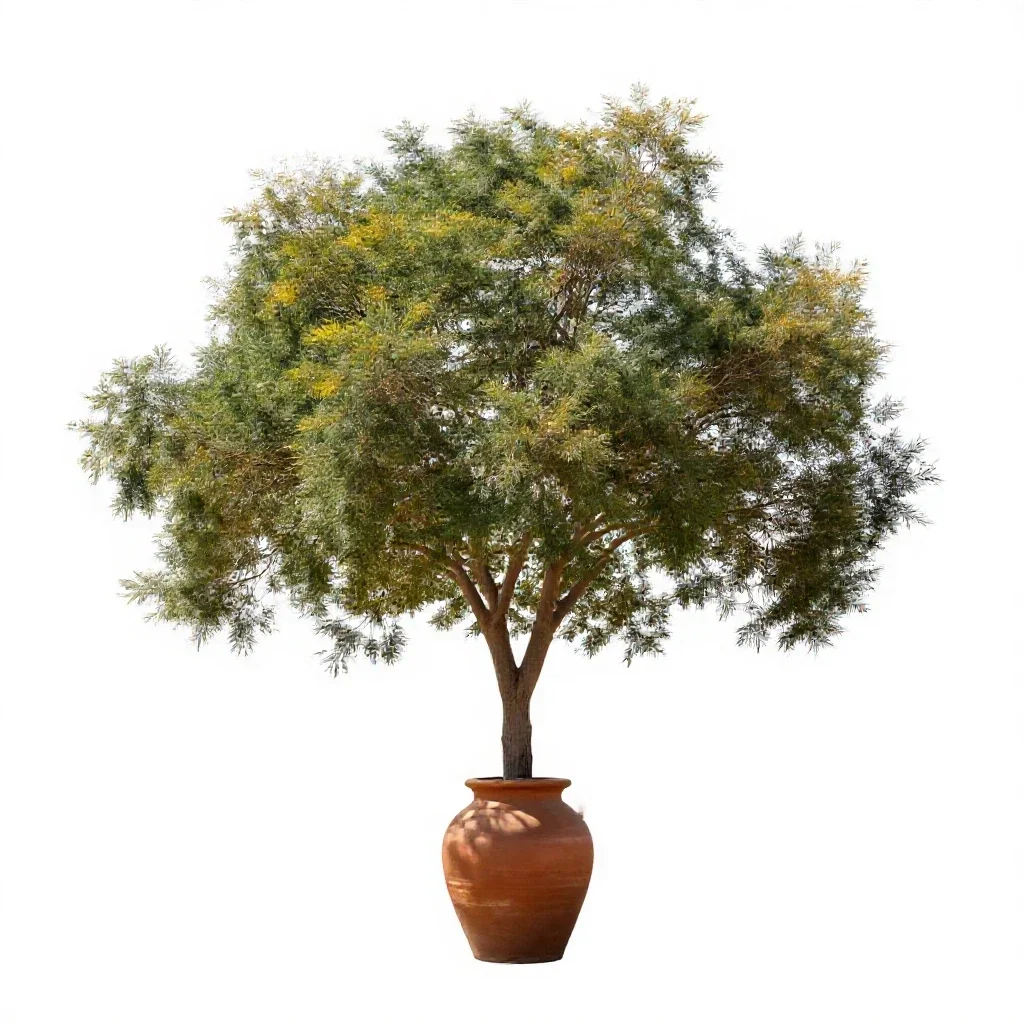Common yellowwood isolated on a white background