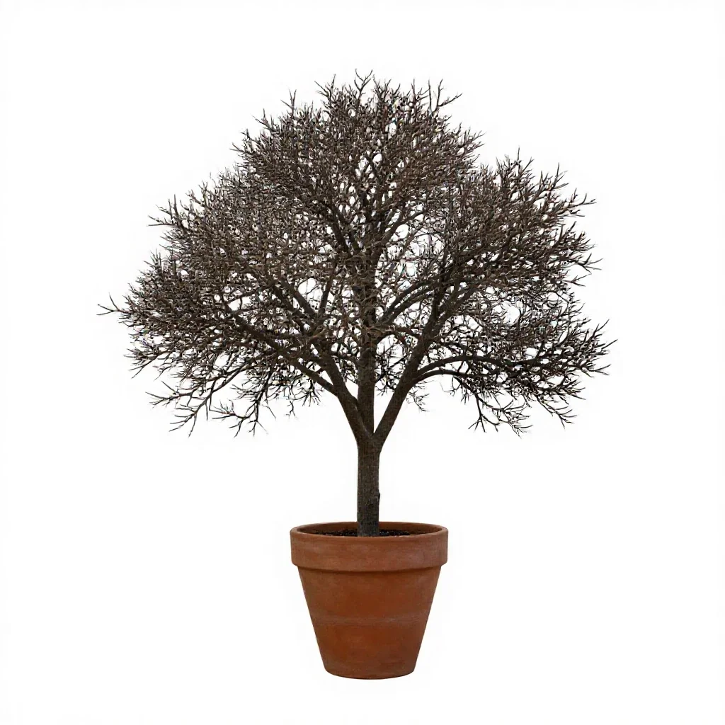 Coral tree isolated on a white background