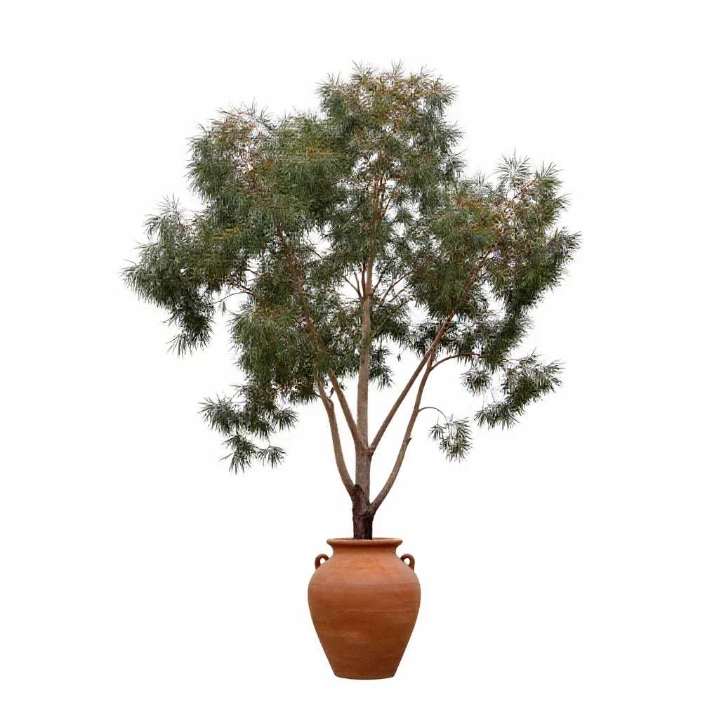Flooded gum isolated on a white background