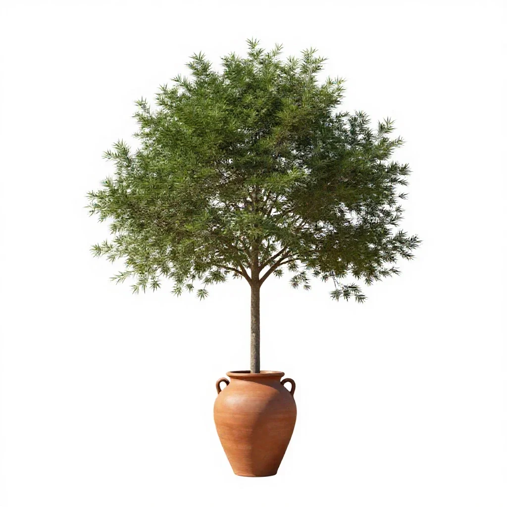 Gamboge tree isolated on a white background
