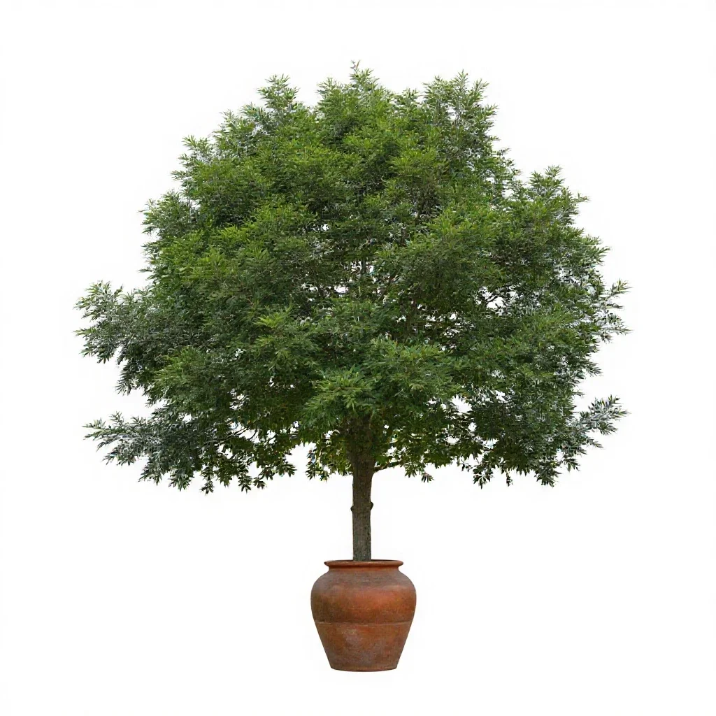 Katsura tree isolated on a white background