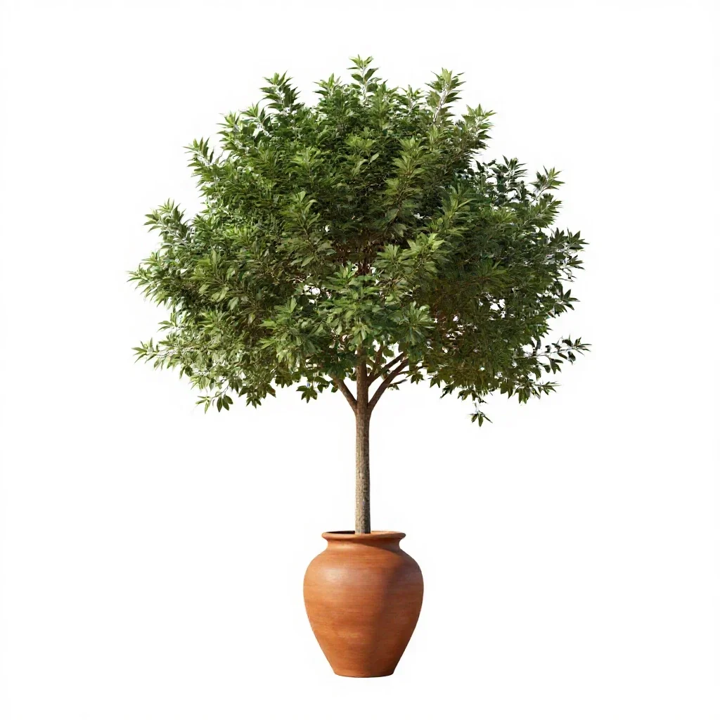 Kingwood isolated on a white background