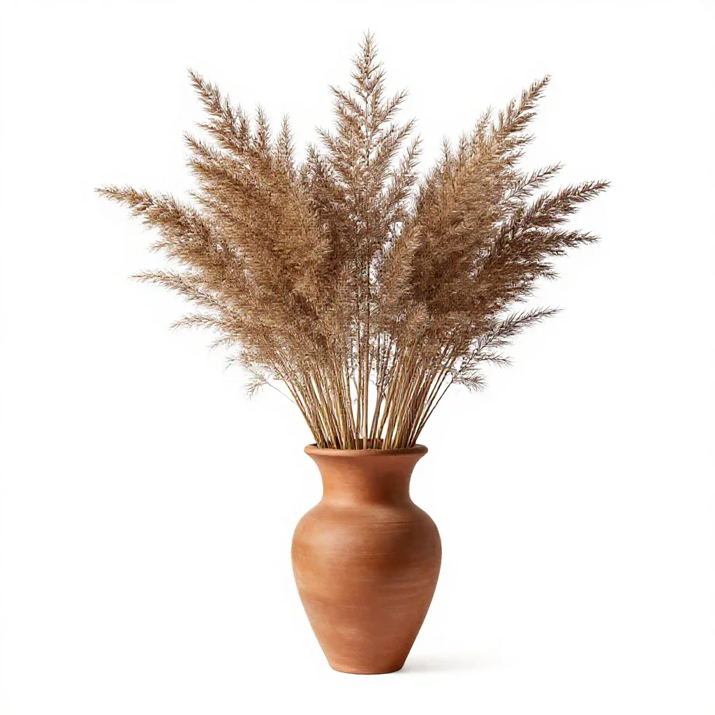 Lancewood isolated on a white background