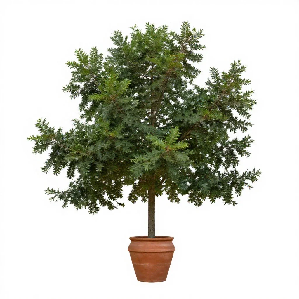 Laurel oak isolated on a white background