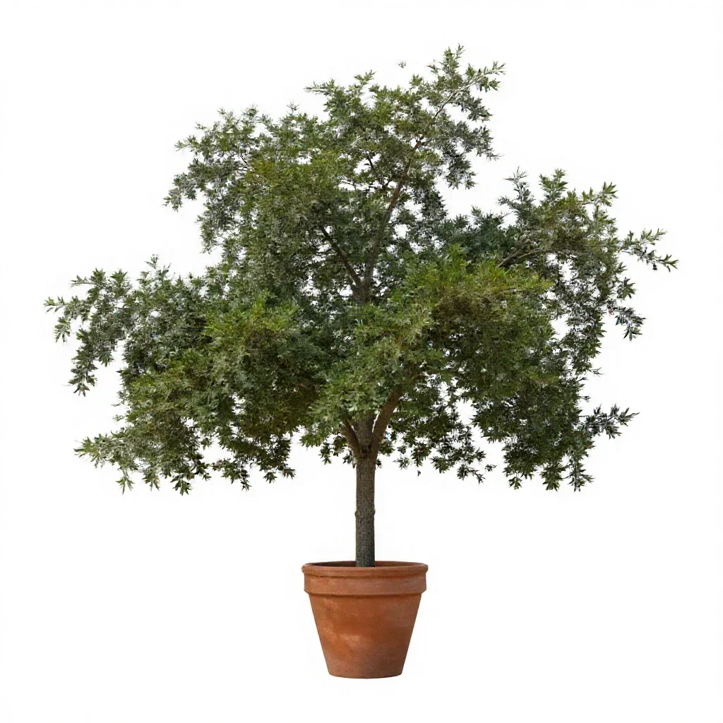 Live oak isolated on a white background