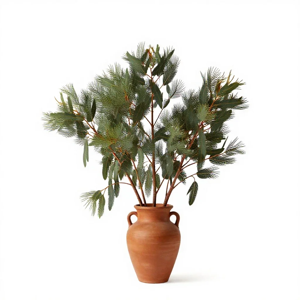 Mallee isolated on a white background