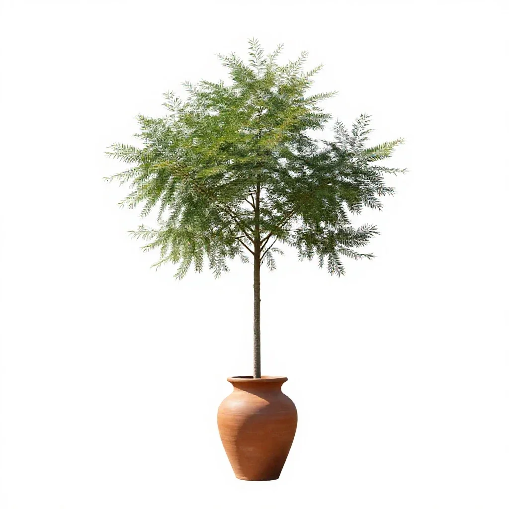 Metasequoia isolated on a white background