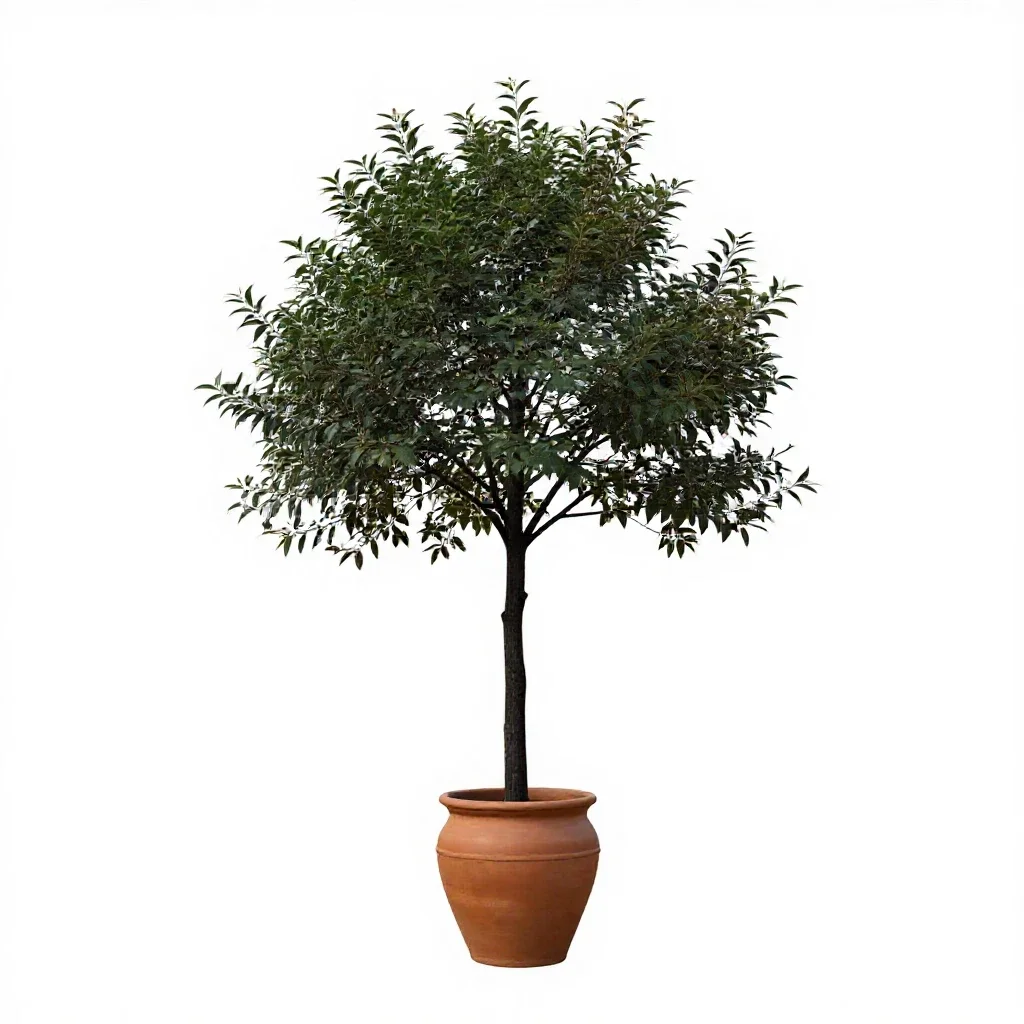 Mountain ebony isolated on a white background