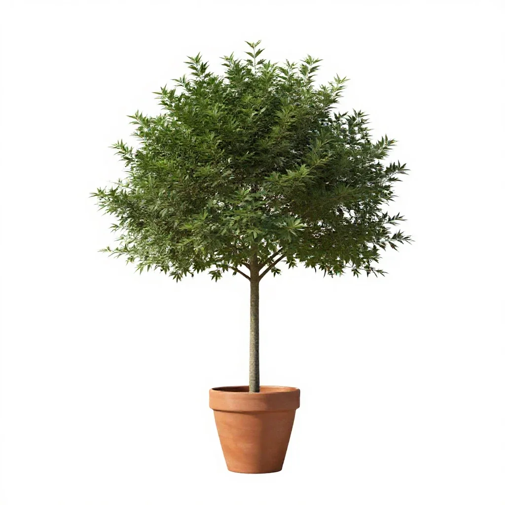 Nitta tree isolated on a white background