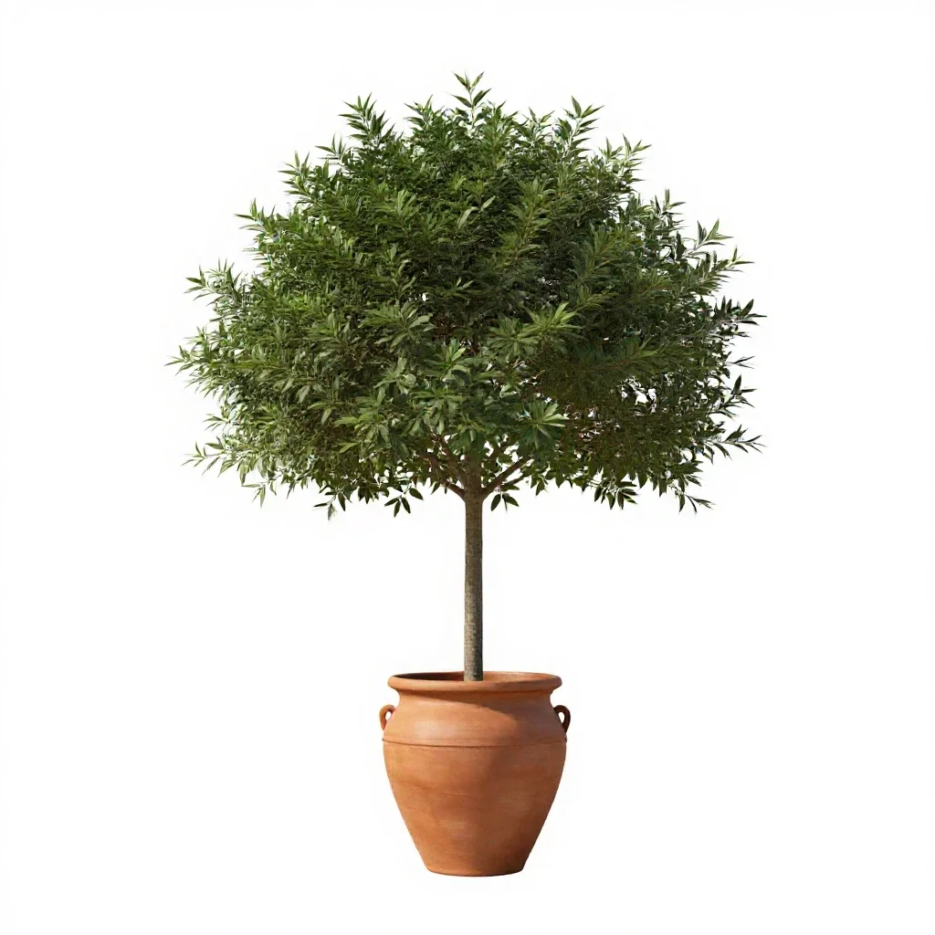 Portia tree isolated on a white background