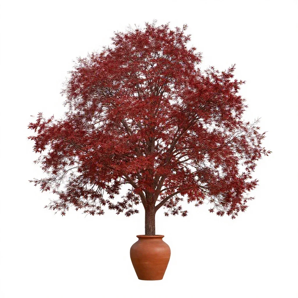 Red alder isolated on a white background