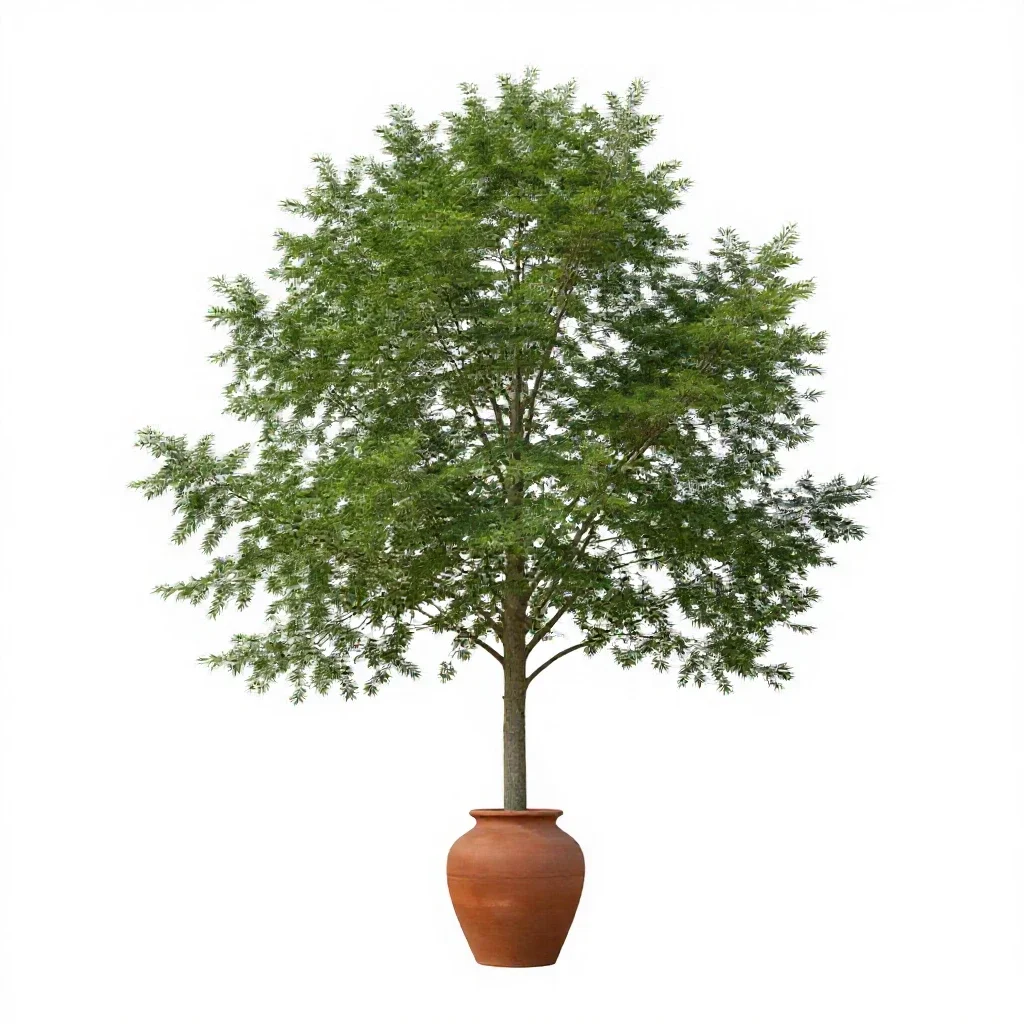 Rock elm isolated on a white background