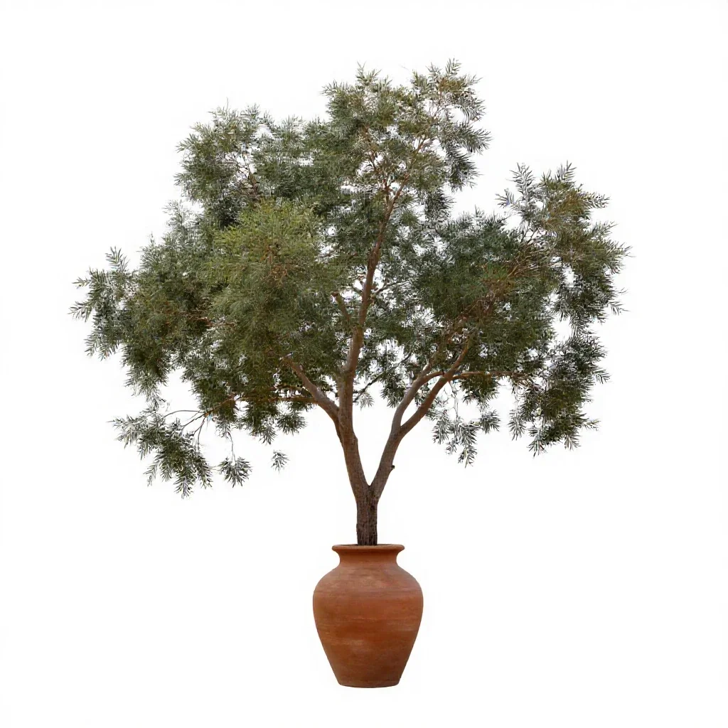 She-oak isolated on a white background