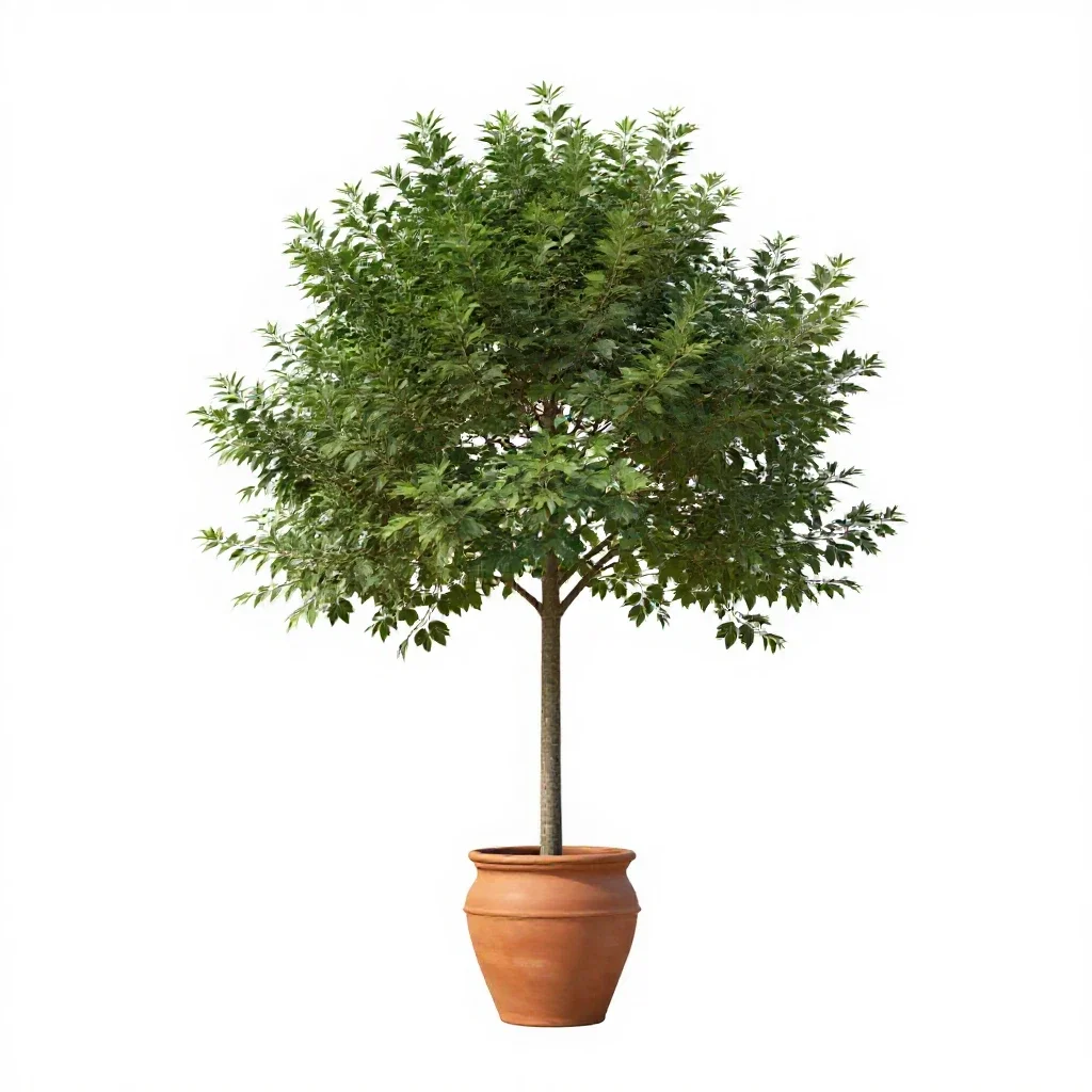 Silk tree isolated on a white background