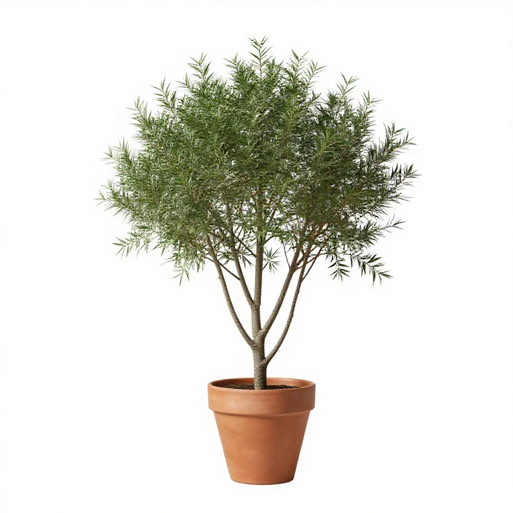 Smooth alder isolated on a white background