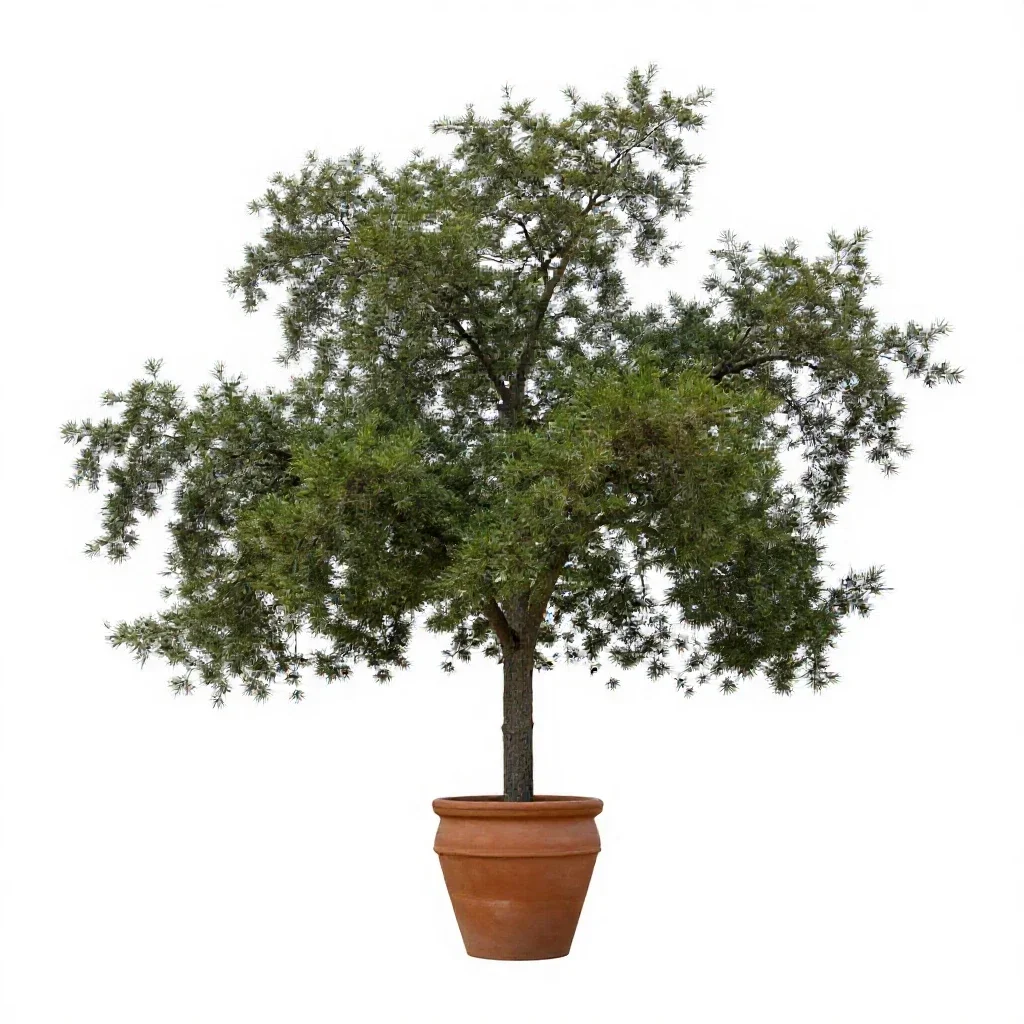 Southern live oak isolated on a white background